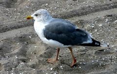 Zingster Möwe am Ostseestrand