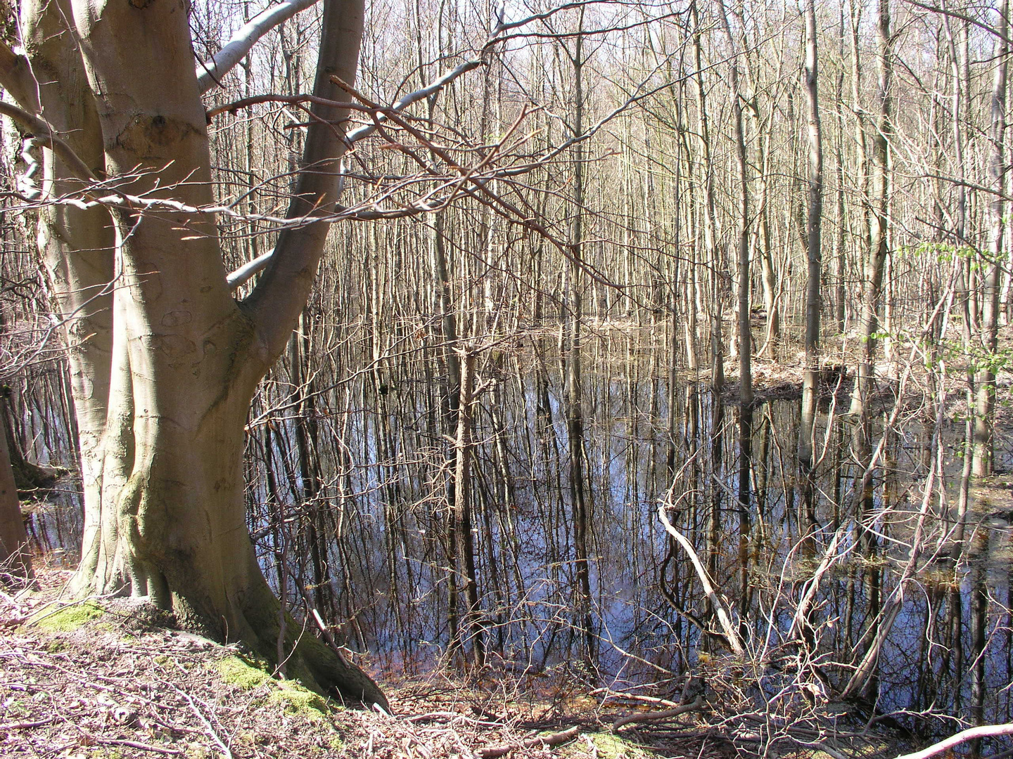 Zingster Strandwald