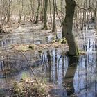 Zingster Strandwald an der Kernzone 1 vor dem Deich Richtung Strand