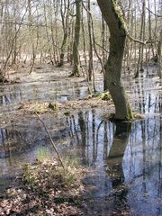 Zingster Strandwald an der Kernzone 1 vor dem Deich Richtung Strand