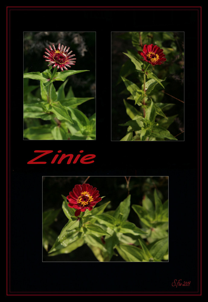 Zinie