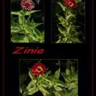 Zinie