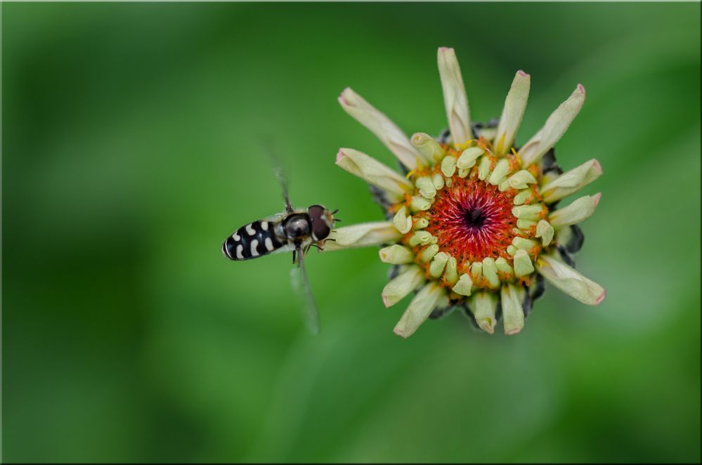 Zinienknospe mit Schwebfliege