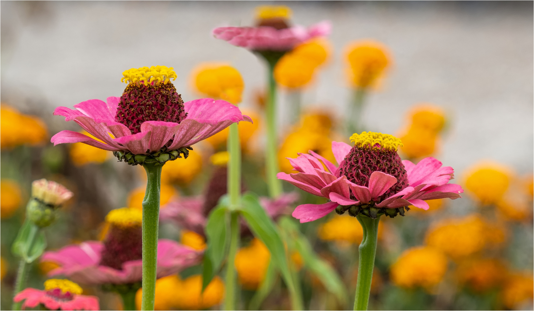 Zinnen - Blüten  .....