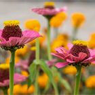 Zinnen - Blüten  .....