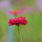 Zinnia