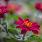 Zinnia