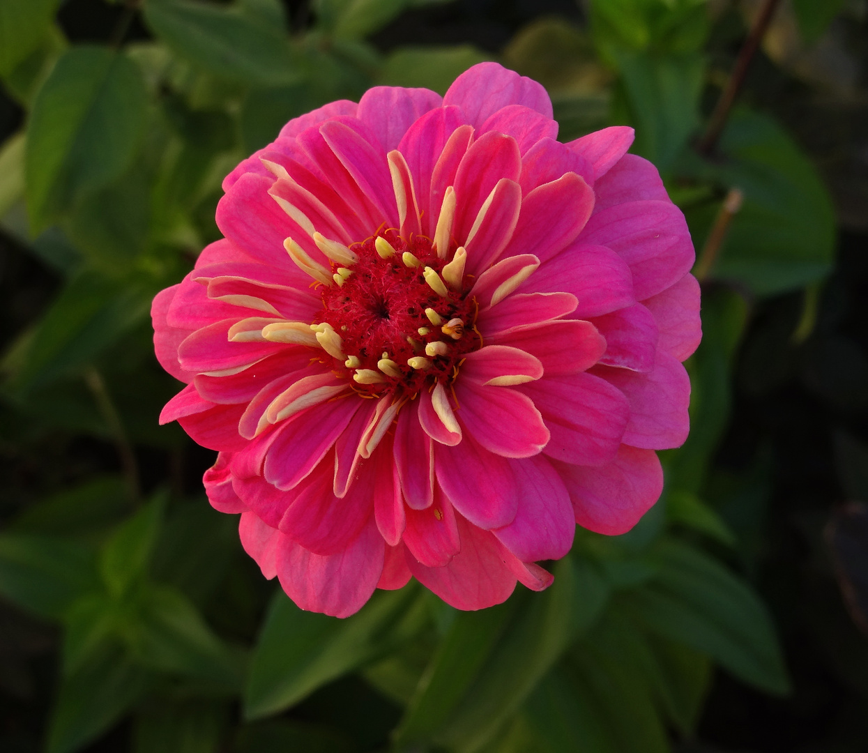 Zinnia (2)