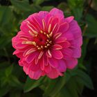 Zinnia (2)