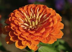 zinnia