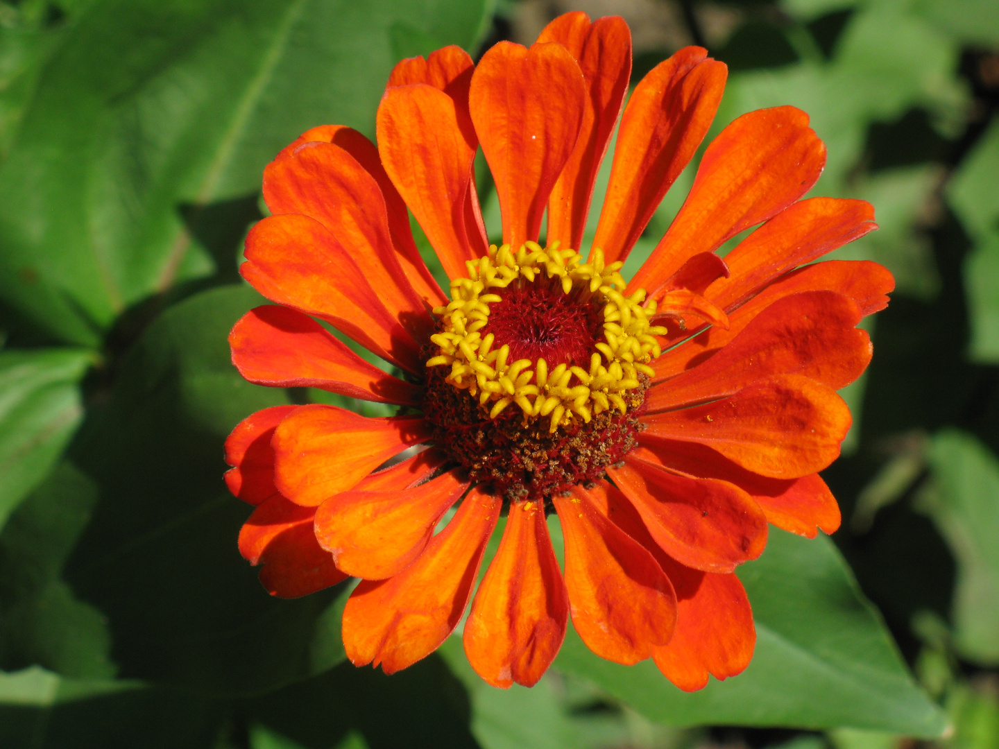 zinnia