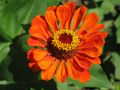 zinnia von Vera M. Shulga 