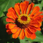 zinnia