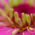 Zinnia 