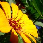 Zinnia