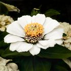 Zinnia