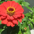 Zinnia amante del sole.