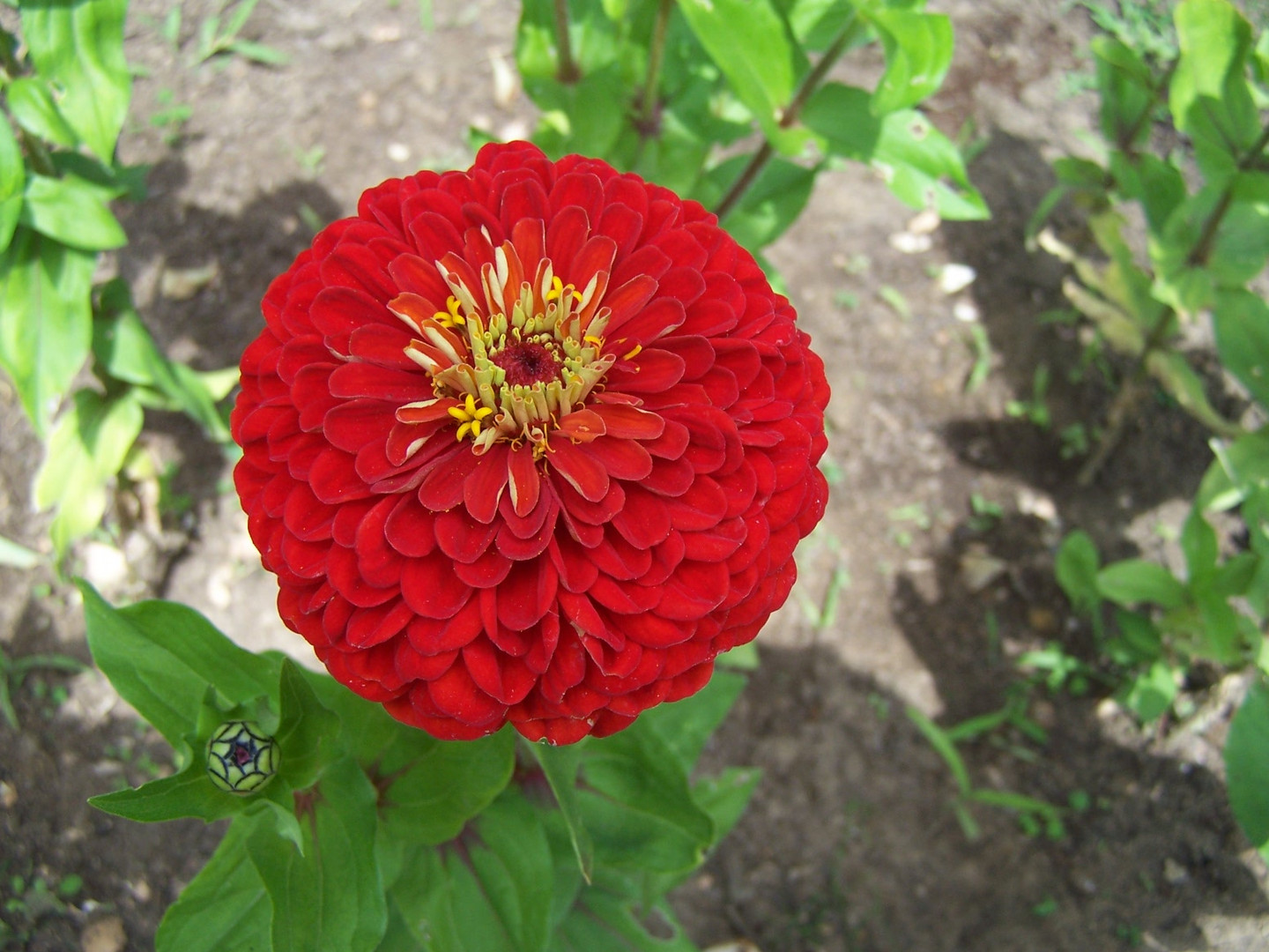 Zinnia au jardin.