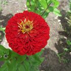 Zinnia au jardin.