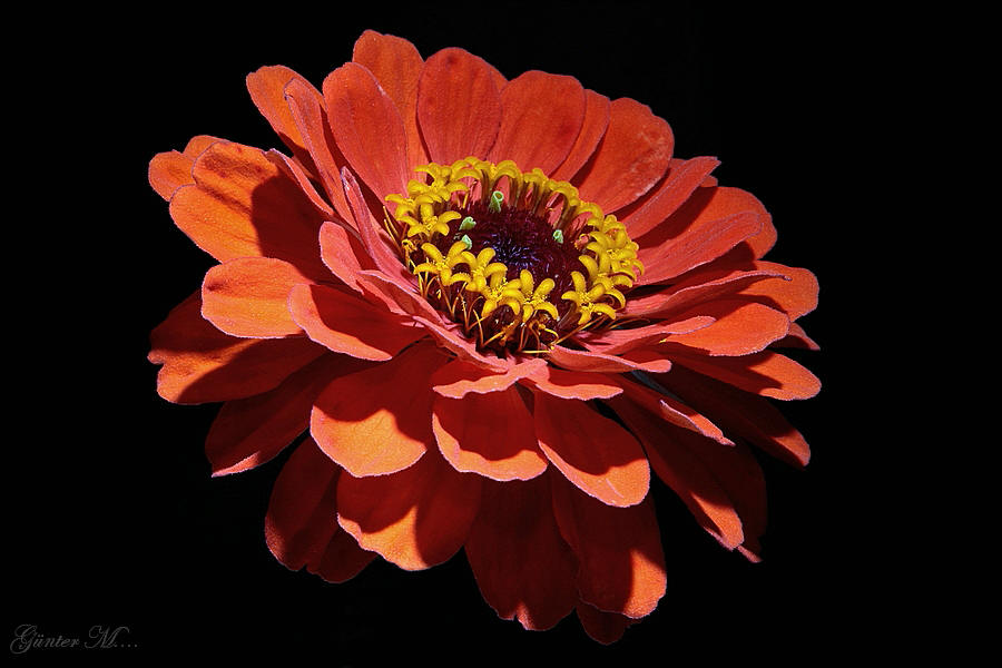 Zinnia