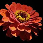 Zinnia