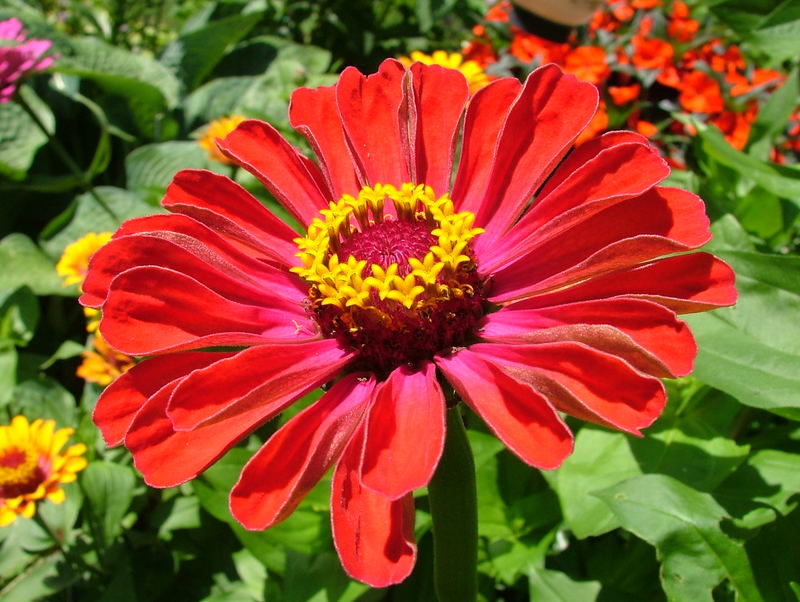 Zinnia