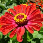 Zinnia