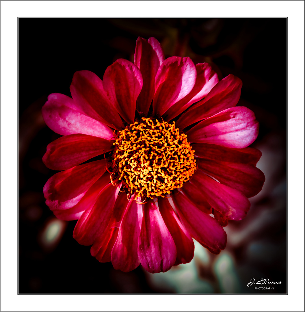 ZINNIA