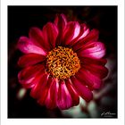 ZINNIA