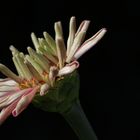 Zinnia elegans