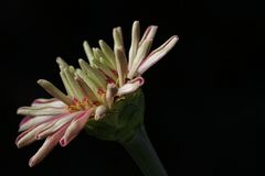 Zinnia elegans