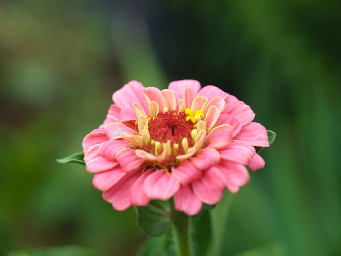 Zinnia elegans