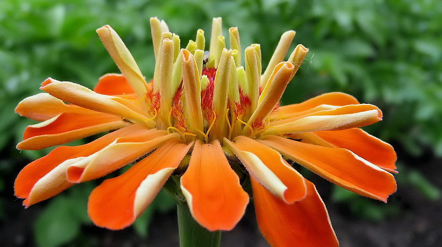 ~ zinnia elegans ~