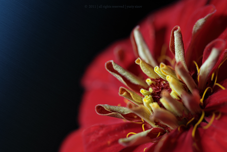 Zinnia elegans