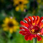 ZINNIA ELEGANS