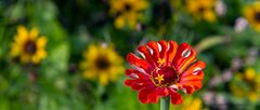 ZINNIA ELEGANS