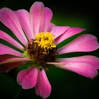 Zinnia elegans