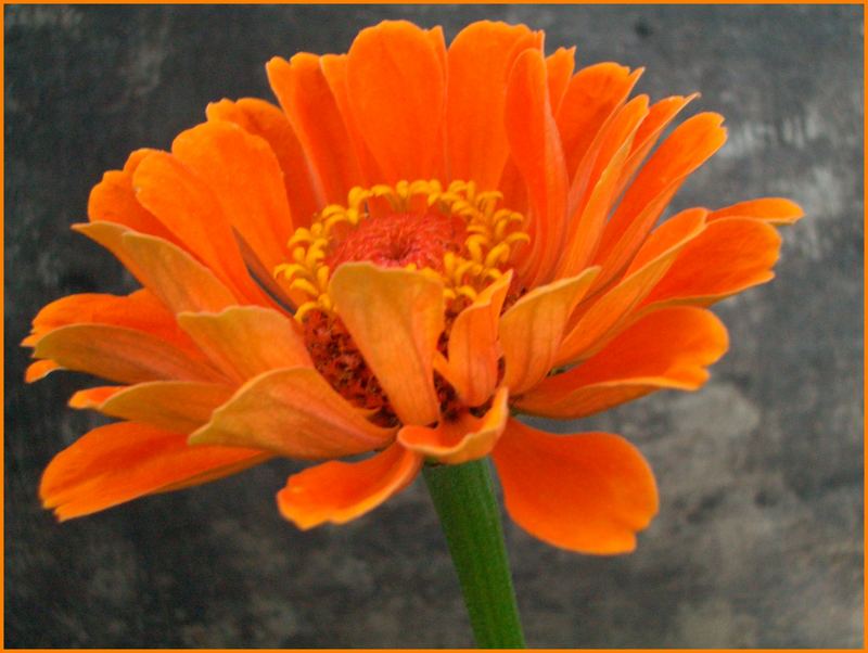 zinnia elegans