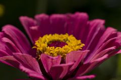 Zinnia elegans