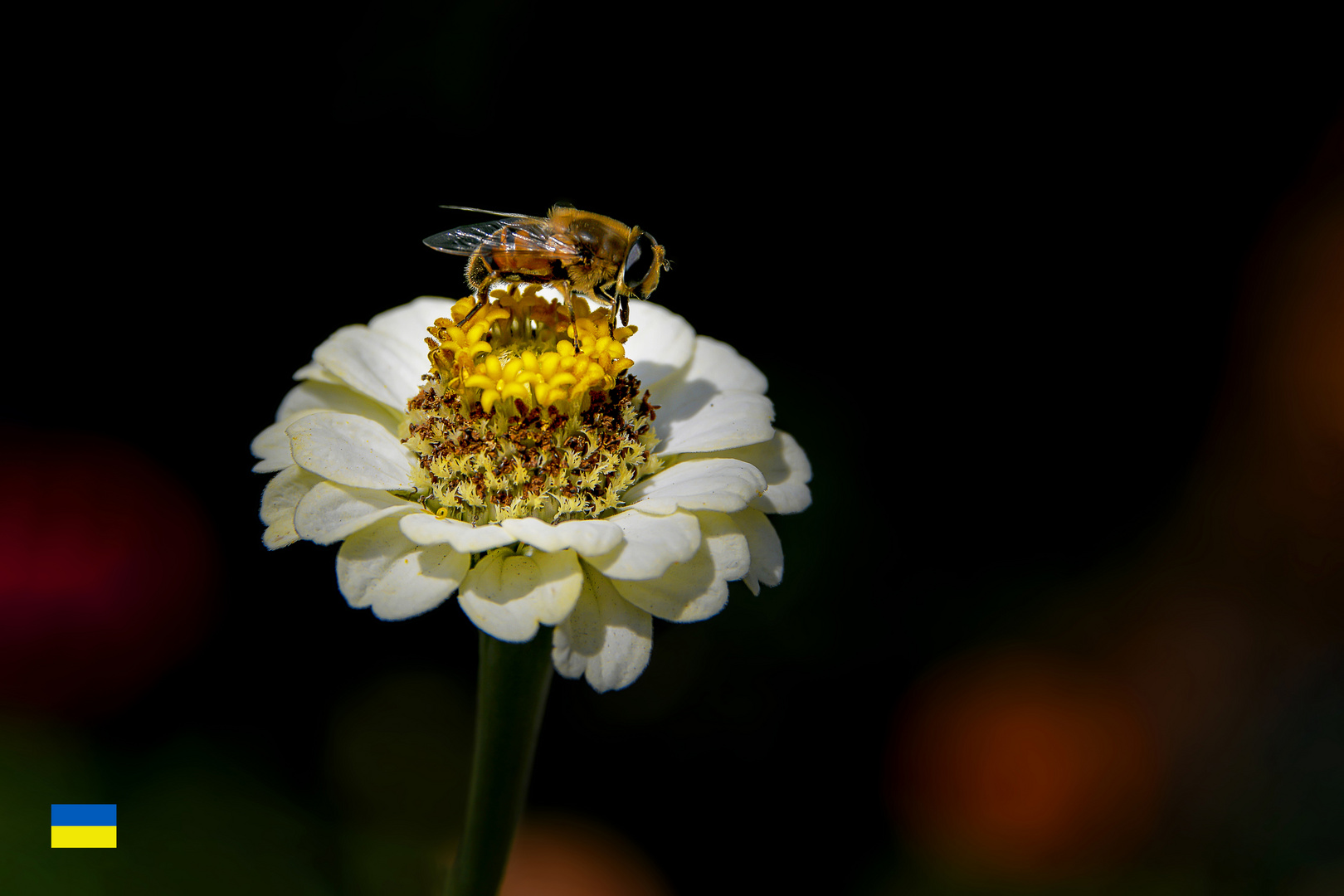 Zinnia elegans