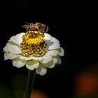 Zinnia elegans