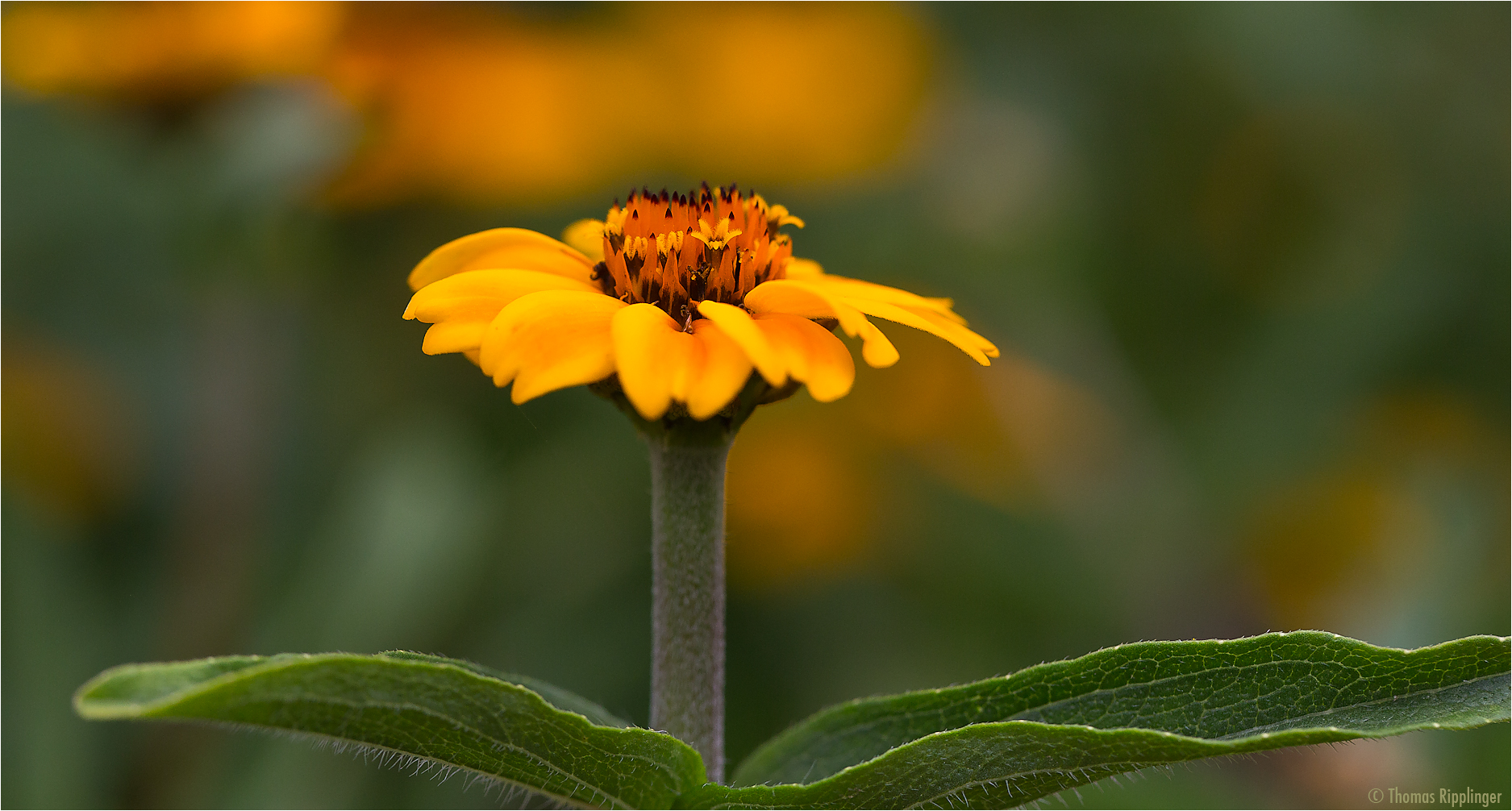 Zinnia Haageana .