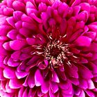 Zinnia in Macro