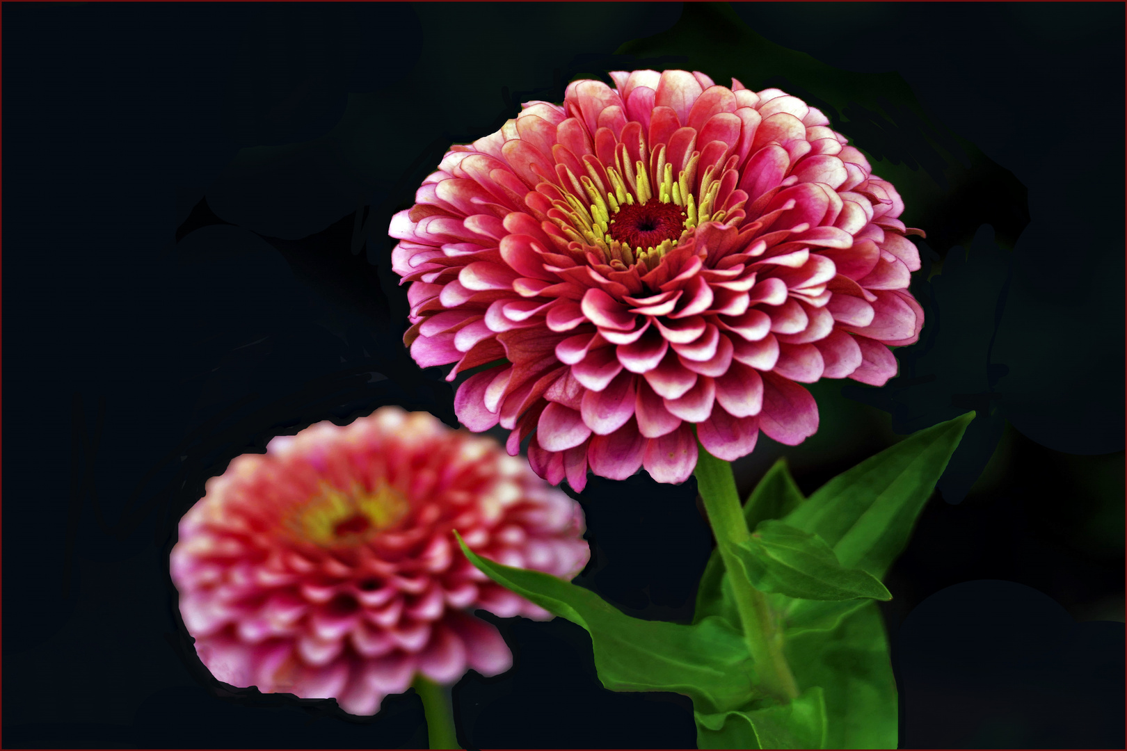 zinnia simple et multicolore ....