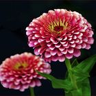 zinnia simple et multicolore ....