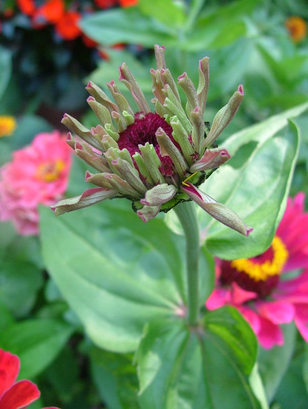 Zinnia unfolding