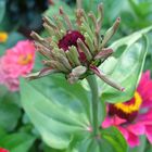 Zinnia unfolding