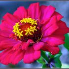 Zinnia (Zinnia elegans)