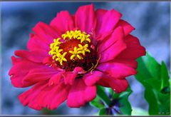 Zinnia (Zinnia elegans)