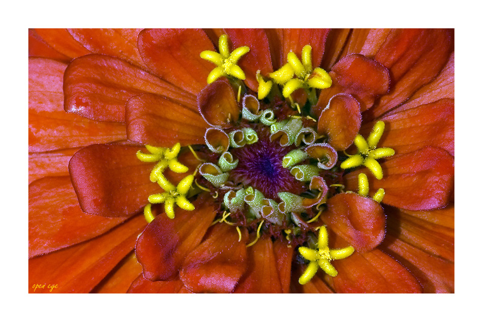 zinnia - zinnie